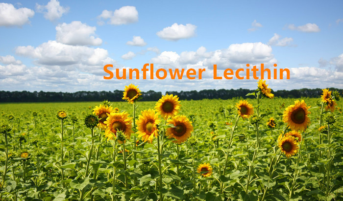 Sunflower Lecithin.png